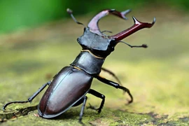 Vì sao bọ cánh cứng Stag Beetles được giới nhà giàu lùng mua?