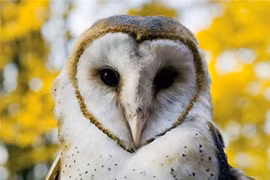 Loài chim báo hiệu cái chết của con người 