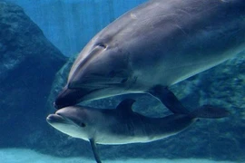 Cảm động tình mẫu tử của các loài động vật