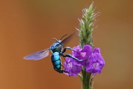 Chiêm ngưỡng loài ong đỏm dáng nhất thế giới