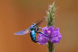 Chiêm ngưỡng loài ong đỏm dáng nhất thế giới