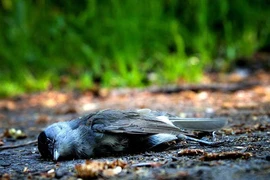 Sự thật về ngôi làng hút chim đến 'tự sát'