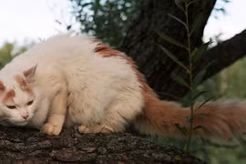 Ấn tượng những giống mèo nhà to nhất hành tinh