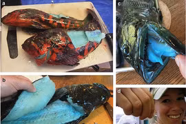 Loài cá thường thay đổi màu sắc để ngụy trang tuyệt đỉnh 