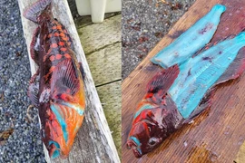 Kỳ lạ loài cá ngụy trang tuyệt đỉnh, thịt có màu xanh sáng