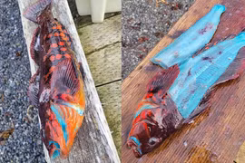 Kỳ lạ loài cá ngụy trang tuyệt đỉnh, thịt có màu xanh sáng