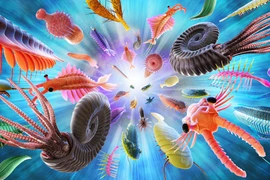 Loài nào xuất hiện đầu tiên trên trái đất?