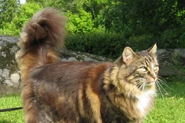 Những giống mèo nhà to nhất hành tinh