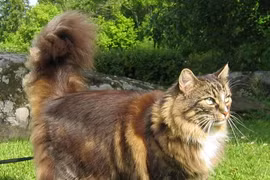 Những giống mèo nhà to nhất hành tinh