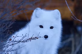 Kỳ lạ các loài thay đổi màu sắc bộ lông vào mùa đông 