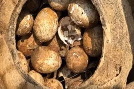 Khi đối mặt với các ngôi mộ cổ, các nhà khảo cổ có nỗi ám ảnh đặc biệt