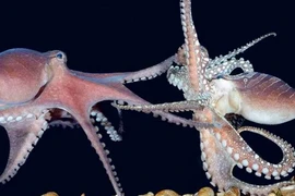 Sinh vật kỳ lạ này 'ân ái' đến phát điên ngay trước khi chết