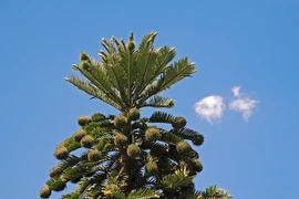 Phục hồi loài cây quý hiếm đã tuyệt chủng 2 triệu năm