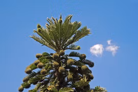 Phục hồi loài cây quý hiếm đã tuyệt chủng 2 triệu năm