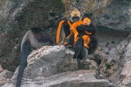 Voọc đầu trắng đảo Cát Bà là loài nguy cấp trong Sách Đỏ