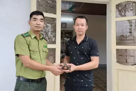 Rùa hộp trán vàng ở Lào Cai là loài nguy cấp