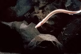 Sinh vật thần thoại bất ngờ lộ diện, chuyên gia cực ngỡ ngàng 