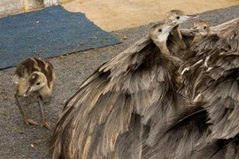 Những ông bố chăm con cực khéo trong thế giới động vật 