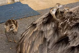 Những ông bố chăm con cực khéo trong thế giới động vật 