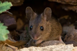 Loài vật 'sống dai' và đẻ khỏe nhất hành tinh 