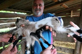 Những động vật đột biến lạ lùng nhất thế giới