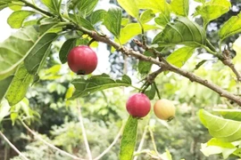 Vì sao quả quăng lông trở thành đặc sản giá tới 1,3 triệu đồng/kg?