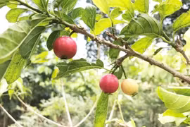 Vì sao quả quăng lông trở thành đặc sản giá tới 1,3 triệu đồng/kg?