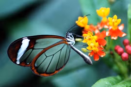 Loài bướm có đôi cánh như pha lê