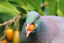 Độc lạ loài chim được mệnh danh là 'những gã say xỉn trên trời'