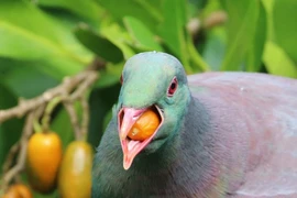 Độc lạ loài chim được mệnh danh là 'những gã say xỉn trên trời'