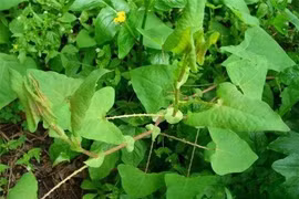 Loài cây khiến rắn độc tránh xa, ở Việt Nam rất nhiều