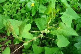 Loài cây khiến rắn độc tránh xa, ở Việt Nam rất nhiều