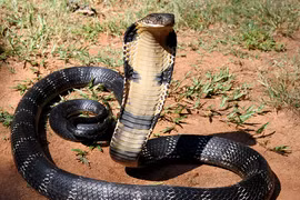 Suýt ngất khi thấy con rắn lơ lửng trên đầu