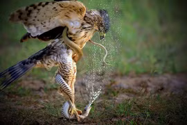 Lộ diện loài chim quý trong Sách Đỏ Việt Nam, săn rắn “thành thần”