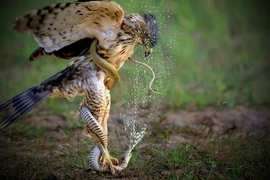 Lộ diện loài chim quý trong Sách Đỏ Việt Nam, săn rắn “thành thần”