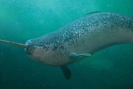 Điểm đặc biệt của Kỳ lân biển không phải ai cũng biết