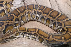 Trăn đất bò vào giường nhà dân TP HCM: Loài trong Sách đỏ