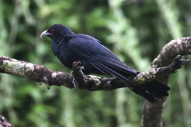 Loài chim tàn nhẫn từ khi mới sinh ra, có rất nhiều ở Việt Nam 