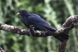 Loài chim tàn nhẫn từ khi mới sinh ra, có rất nhiều ở Việt Nam 