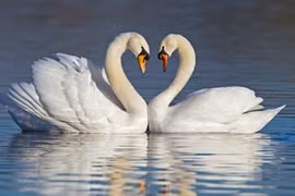 Giải mã thú vị: Vì sao động vật giao phối không sợ yếu tố cận huyết? 