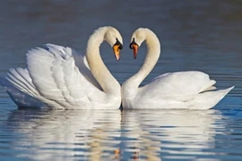 Giải mã thú vị: Vì sao động vật giao phối không sợ yếu tố cận huyết? 