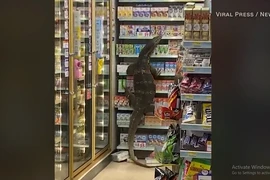 Hoảng hồn kỳ đà hoang dã ẩn nấp trong nhà bếp