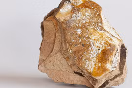 Ngư dân đang dắt chó đi dạo trên bãi biển bất ngờ trở thành tỷ phú 