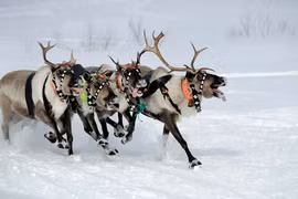 Điều đặc biệt về tuần lộc ít người biết