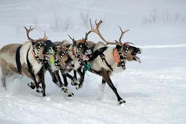 Điều đặc biệt về tuần lộc ít người biết