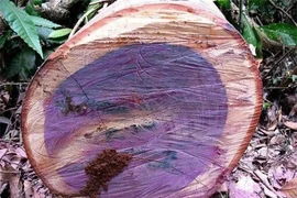Loại gỗ quý hơn ngọc, có khả năng đổi màu, Việt Nam cũng có