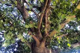 Loài cây kỳ lạ, gỗ cứng hơn thép ở Nga