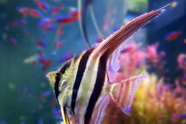 Những loài cá được các nhà sưu tập luôn ao ước 