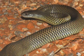 Loài rắn độc chuyên rình rập, cắn người đang say ngủ