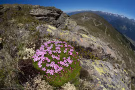 Loài cây kỳ lạ sống 300 năm ở Bắc Cực vẫn nở hoa rực rỡ 